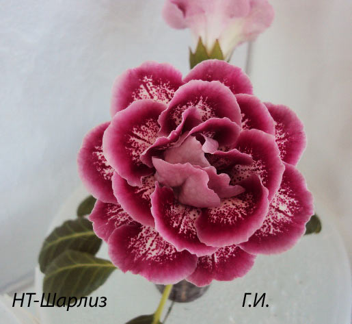 -Шарлиз, июнь 2013, цветок.jpg