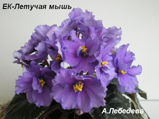 -Летучая мышь 24.04.09 (22) 20-20 текст.JPG