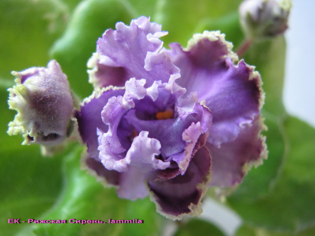 - Рижская Сирень.jpg