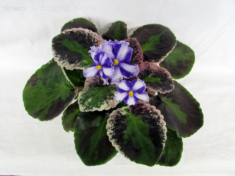 -Небесная Синь (химерный спорт)1.jpg