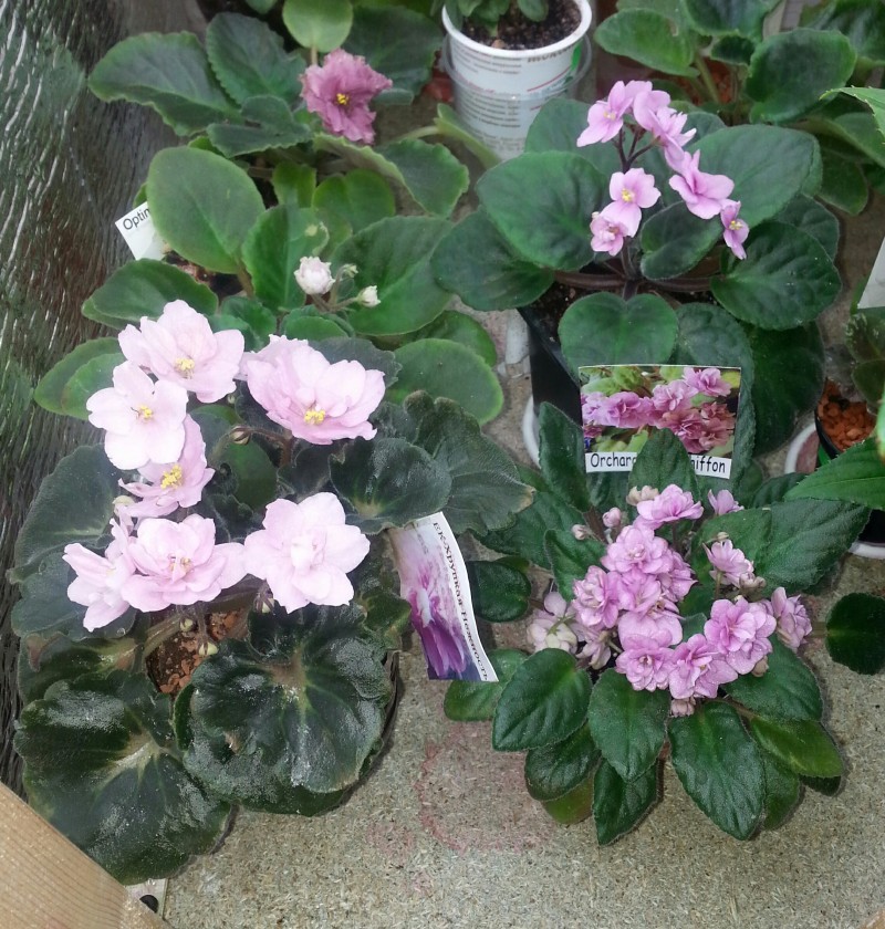 -Хрупкая нежность, Orchard'd Pink Schiffon, Rokoko Pink.jpg