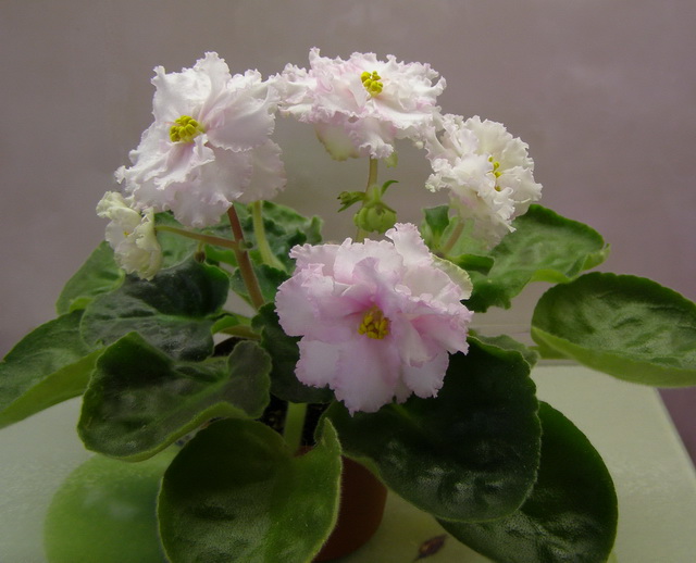 -Рождение Любви1.jpg