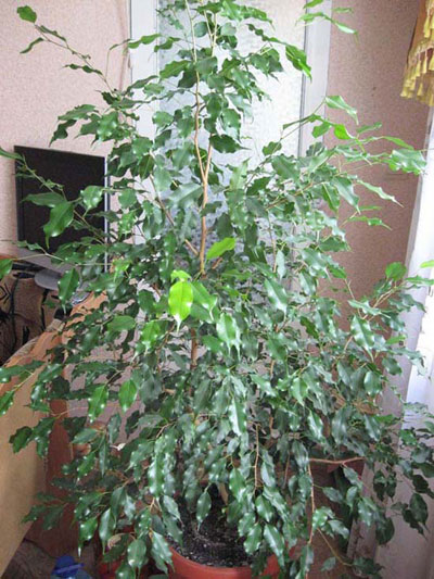 Фикус-Бенджамина.jpg
