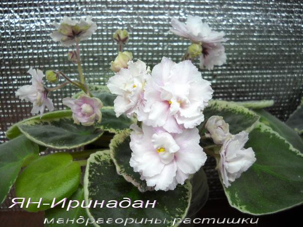 ЯН-Иринадан.jpg