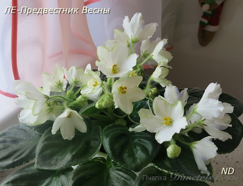 ЛЕ-Предвестник Весны.JPG
