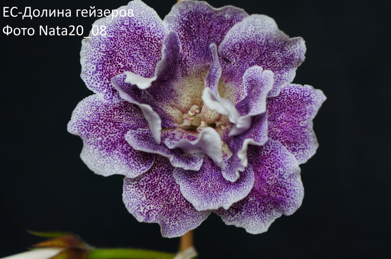 ЕС-долина гейзеров.jpg