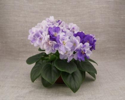 СК-Перед Грозой.jpg