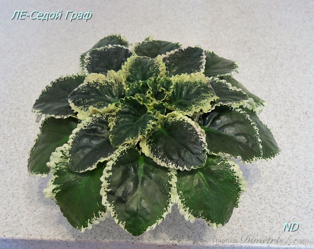 -Седой Граф.JPG