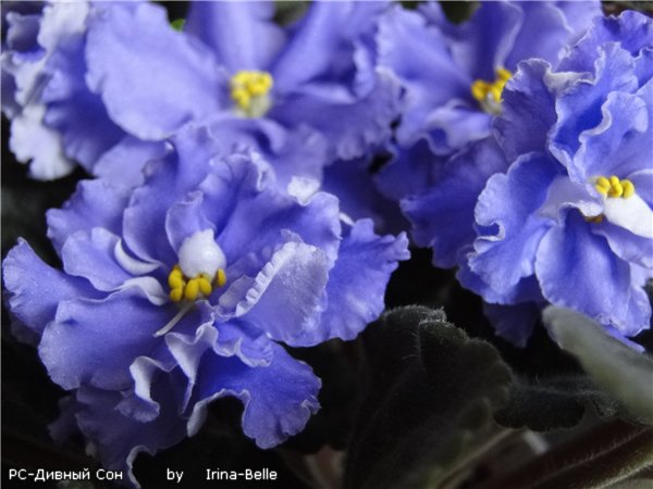 -Дивный Сон 1.jpg