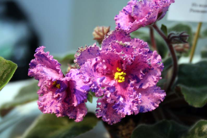 -Придворный Шут.jpg