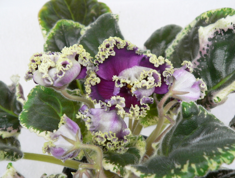 РС-Дон Жуан  333 коррекция.JPG