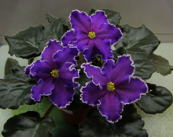 -Дыхание Грозы_.jpg