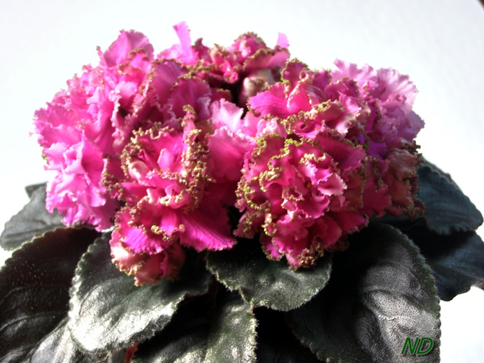 ЛЕ-Анджела Девис2.JPG