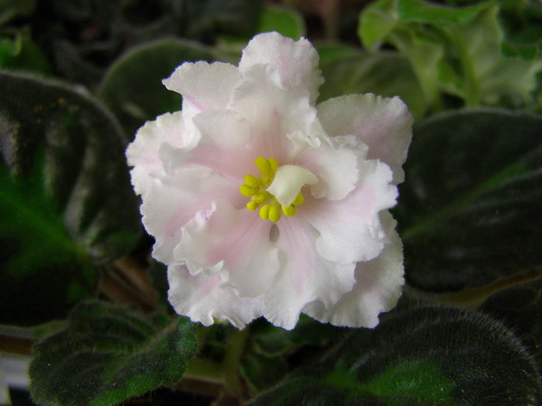 -Свадебный Наряд3.jpg