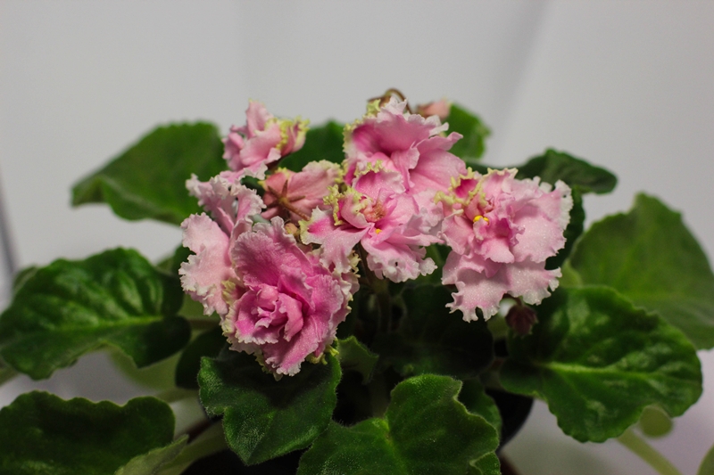 ЛЕ-Дикая Орхидея.jpg