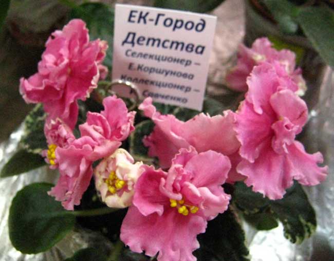 -Город-Детства.jpg
