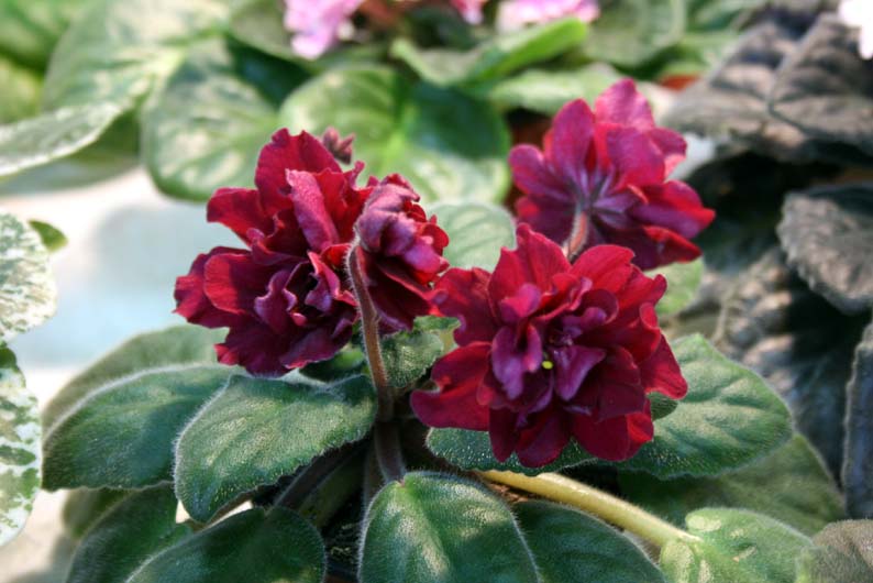 -Сады Семирамиды.jpg