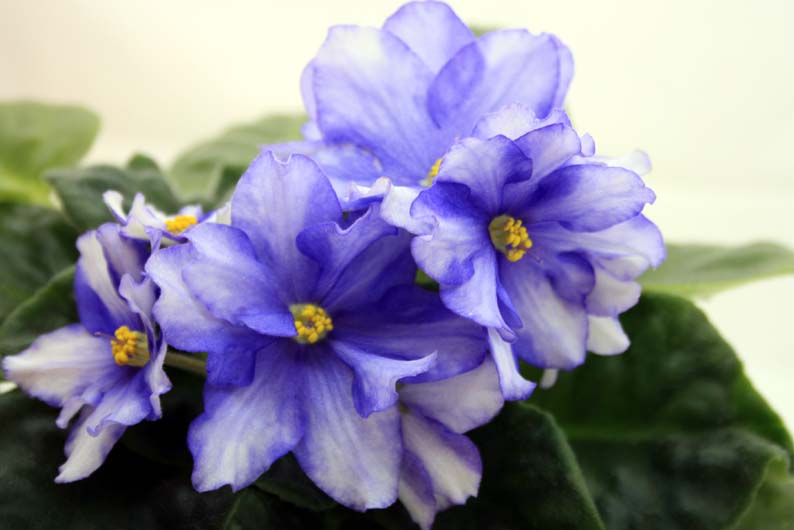 -Ледниковый Период.jpg