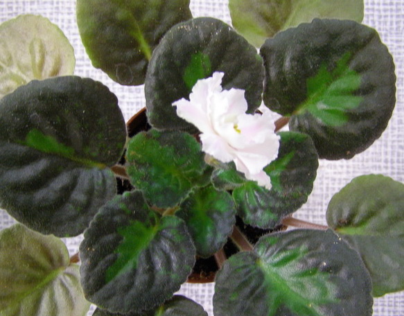 -Свадебный Наряд_.jpg