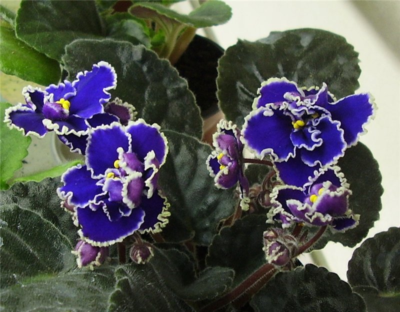 -Дамский Угодник (Лебецкая)1.jpg