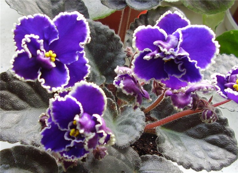 -Дамский Угодник (Лебецкая).jpg