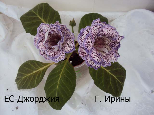 ЕС-Джорджия, 17.06.14 фото2.JPG