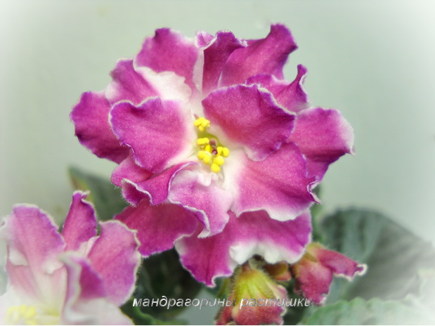 РС-Свадьба в Малиновке 1.jpg