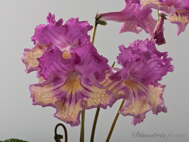 _DS-1168-но.jpg
