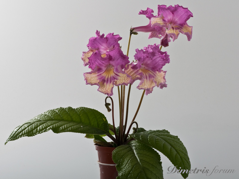_DS-1168-но=-.jpg