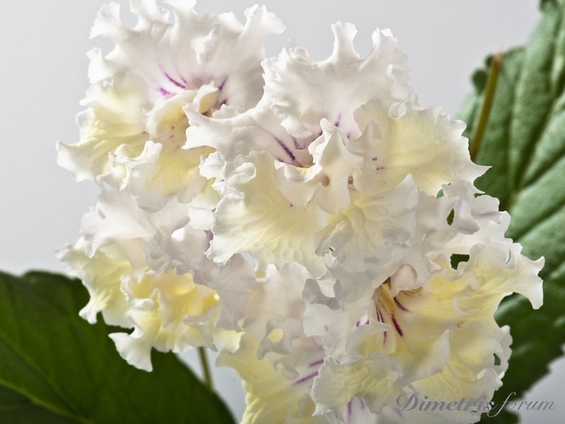 _DS-1176-окт--=-=.jpg