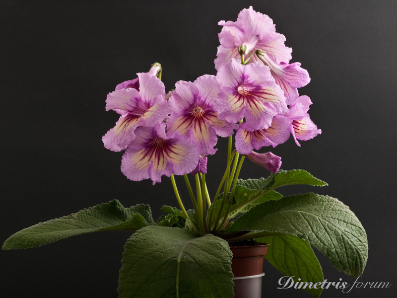 _DS-480-дека.jpg