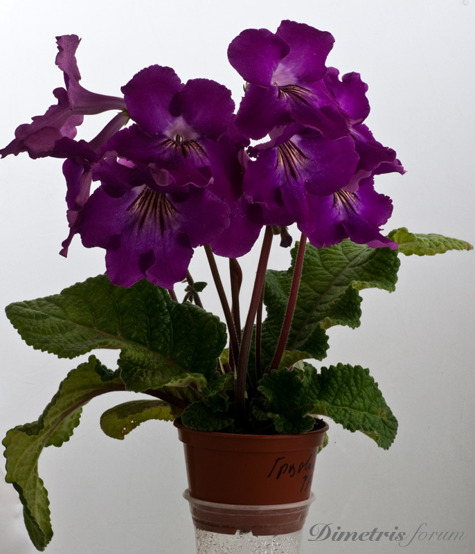 _DS-Грозовой-Фронт---2012.jpg
