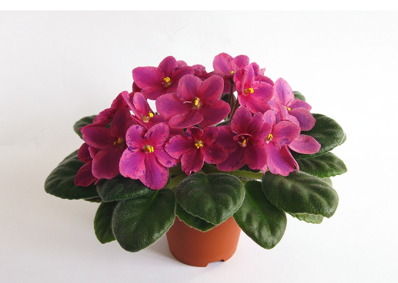 Копия IMG_5045.jpg