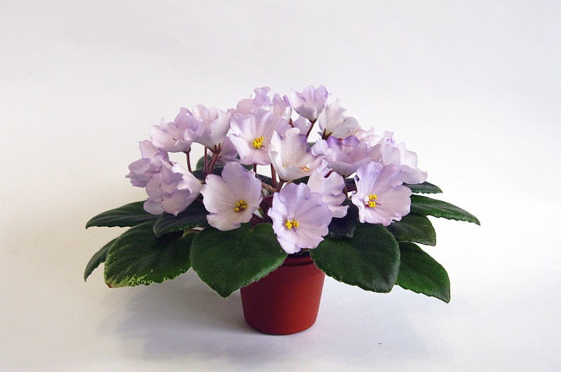 Копия IMG_5685.jpg