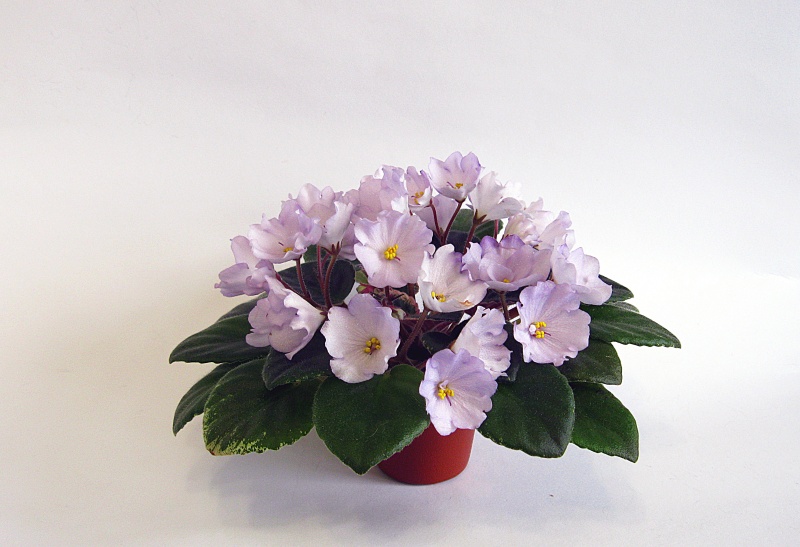 Копия IMG_5687.jpg