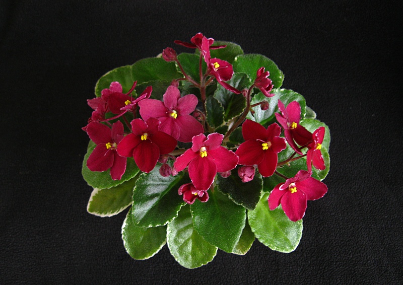 Копия IMG_5804.jpg