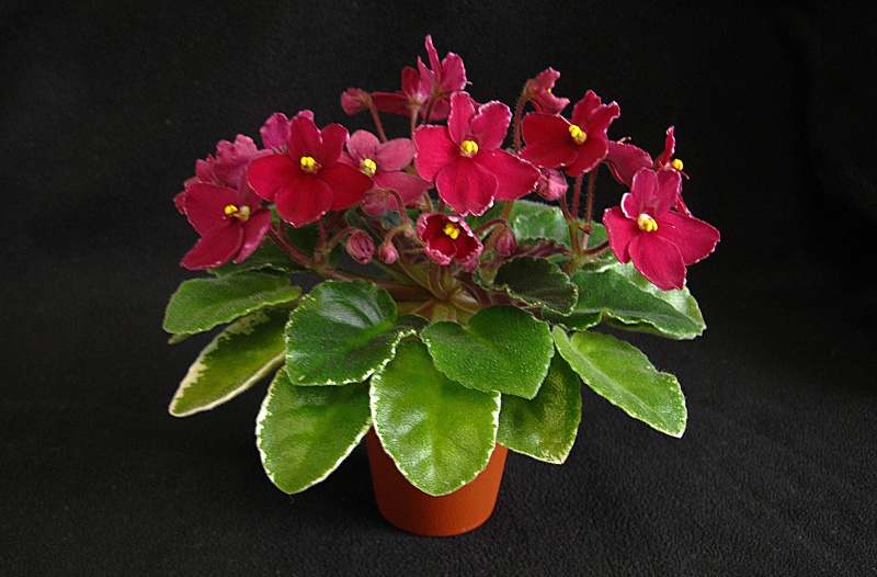 Копия IMG_5806.jpg