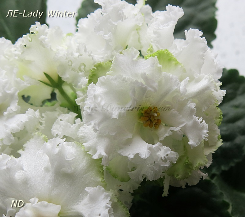 ЛЕ-Lady Winter3.JPG