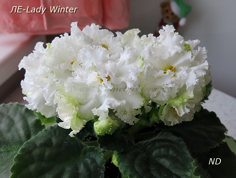 ЛЕ-Lady Winter4.JPG