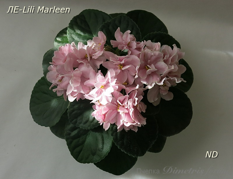 ЛЕ-Lili Marleen.JPG