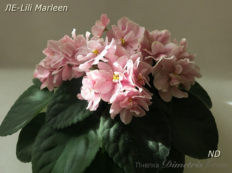 ЛЕ-Lili Marleen 2.JPG