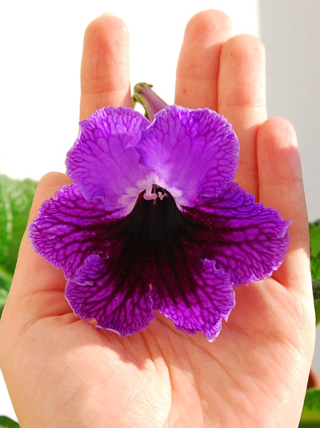 черный принц1.jpg