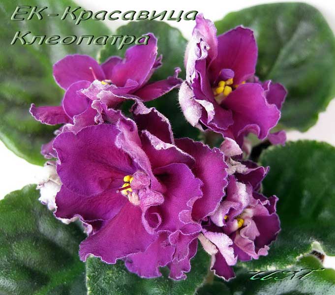 _Красавица_Клеопатра00.jpg