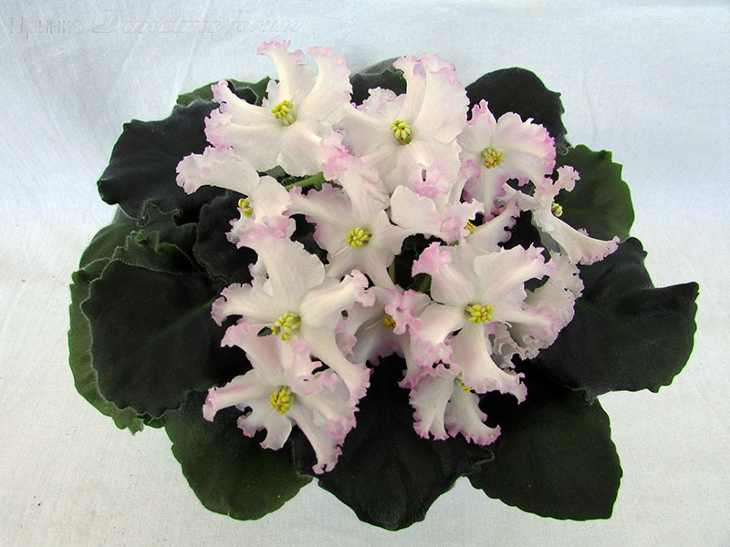 ЛЕ-Поцелуй Ангела1.jpg