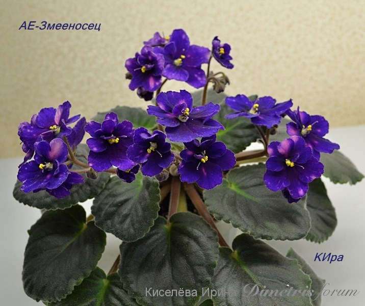 -Змееносец.JPG