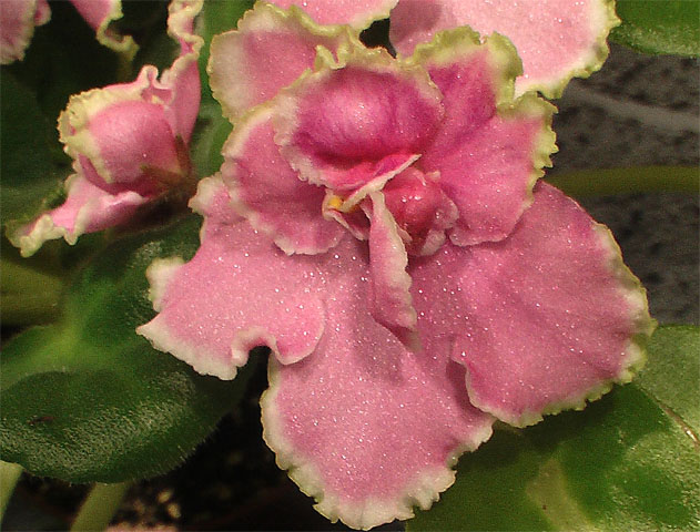 -Цвет папоротника2.jpg