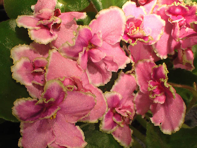 -Цвет папоротника.jpg