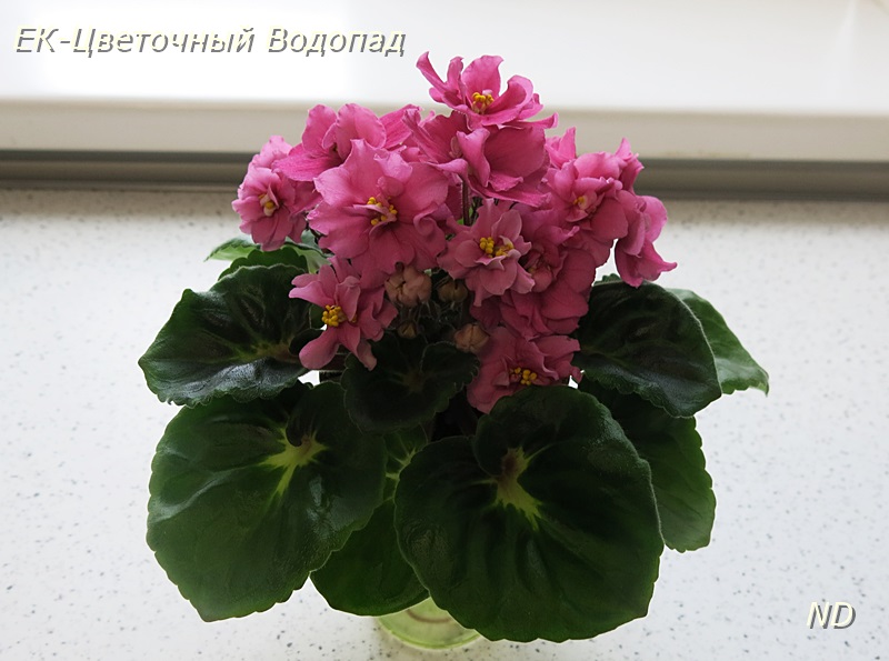 ЕК-Цветочный Водопад2.JPG