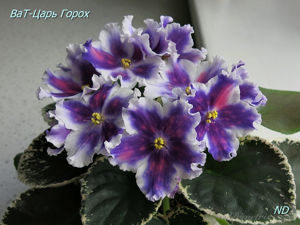 -Царь Горох2.JPG