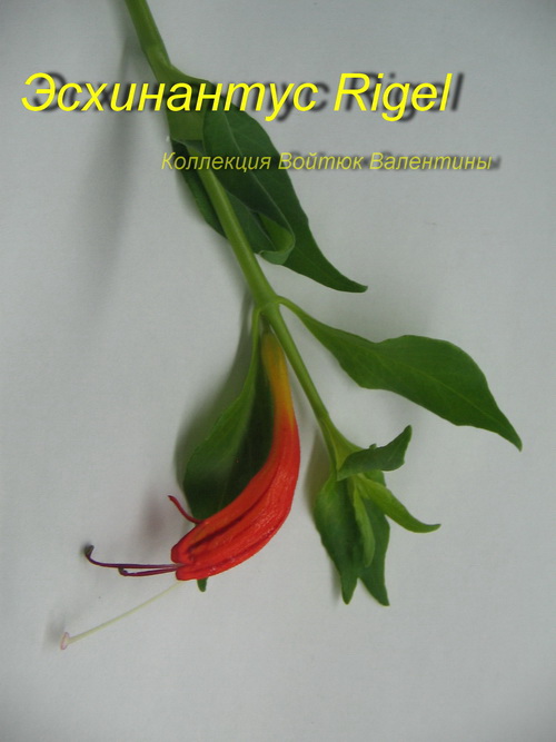 Эсхинантус Rigel.jpg